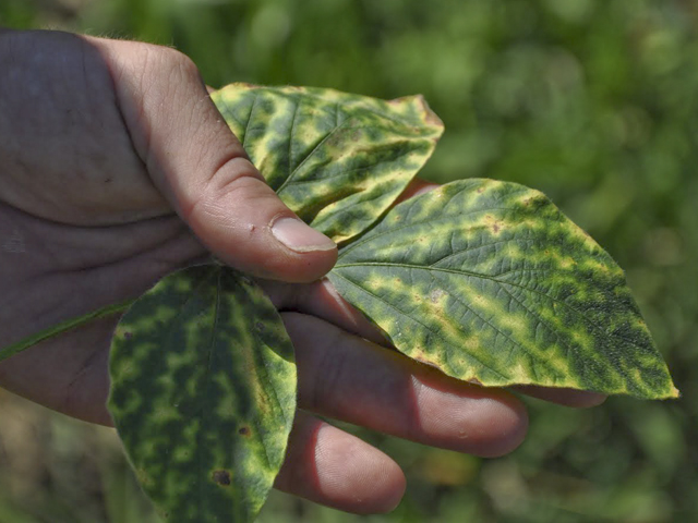 Sudden death syndrome surfaced in soybean fields across the Midwest in 2015 for the second year in a row. (DTN photo by Katie Micik)